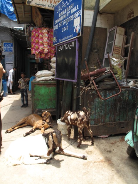 Theses goats are not pets - They add to the aroma