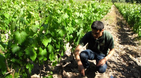 Vineyard tour at Bodega Torrentes