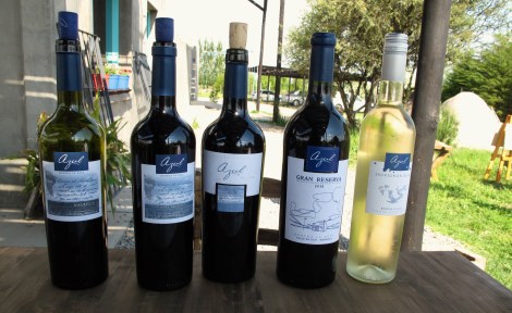Azul Wines - only use 7 hectors of their 100 for their wines.