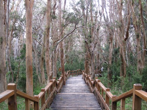 Arrayanes Forest Walk