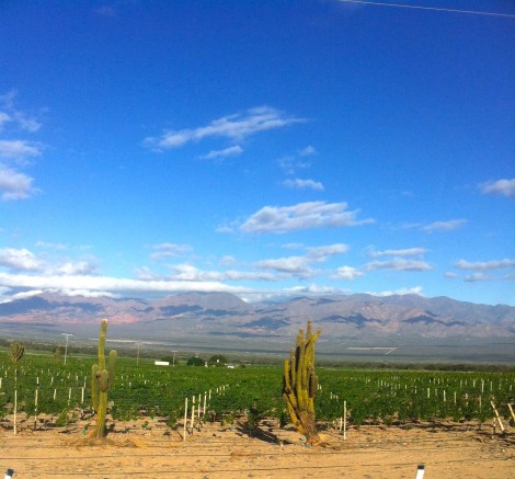 Cafayette desert wine country