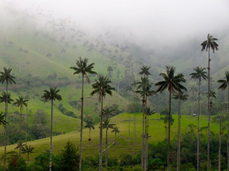 Cocoroa national park, the redwoods of palm trees